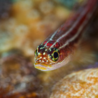 Goby