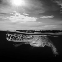 Crocodille backlight