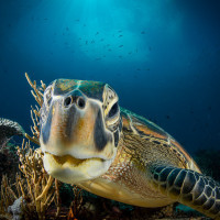 Turtle portrait