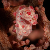 the red colours underwater