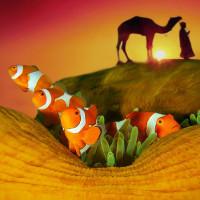 the clowns in the desert