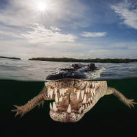 Crocodile portrait