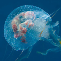 Jellyfish