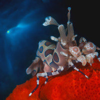 Arlequin shrimp