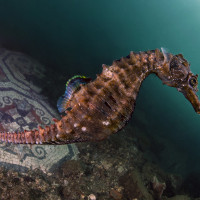 Mediterranean history