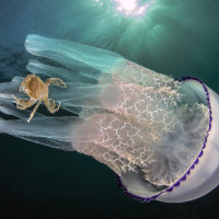 Jellyfish with crab