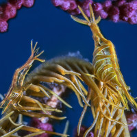 Mediterranean couple