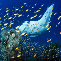 Behind a curtain of fish