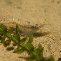 Sladkovodní kreveta