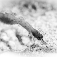 Portrait оf Pipefish.