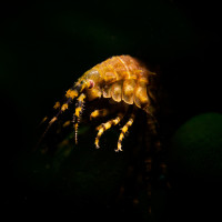 Endemic to Baikal (Eulimnogammarus verrucosus).