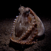 Coconut octopus