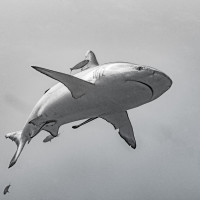 Whitetip Shark