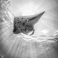 Manta Ray