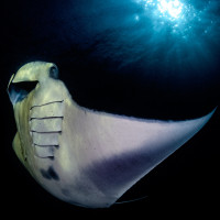 Manta & Sun