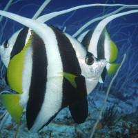 Klipka hrotcová (Heniochus acuminatus) se maskuje mezi korály