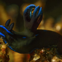 Nahožábrý plž z ostrova Alor