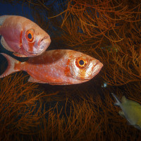 Očař v trsu rohovitek  (Priacanthus sp. - Raja Ampat)