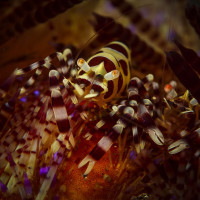 Kreveta Periclimenes colemani na ježovce žahavé (Asthenosoma varium, Alor)