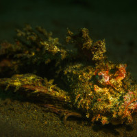 Inimicus sinensis - pozoruhodný a smrtelně jedovatý příbuzný odrance pravého, Alor