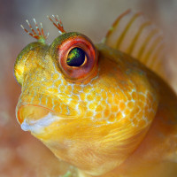 blenny