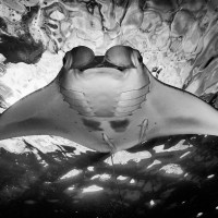 The flight of the manta ray
