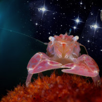 The crab under the moon