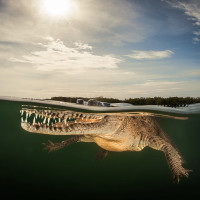Crocodille backlight