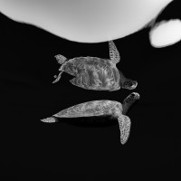 Double turtle
