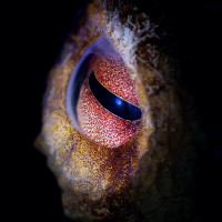 Octopus Eye