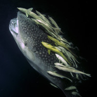 The devil and damned souls