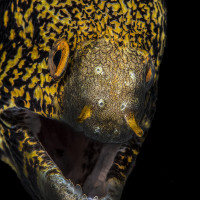 Snowflake moray eel