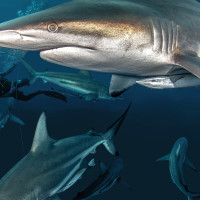 Surrounded by sharks