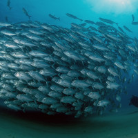 The fish trainer - Wideangle with model