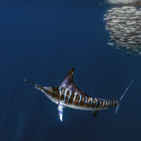 Solitary hunter - Wideangle without model