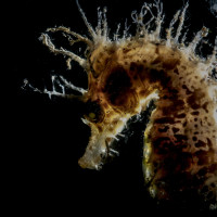 The rasta boy - Fish