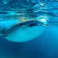 Whale Shark