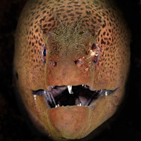 Face to Face with the Devil