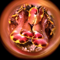 Face to Face the Alien