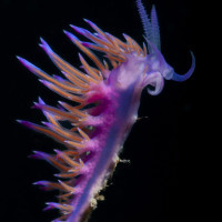 FLABELLINA