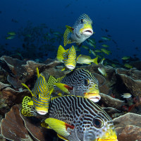 SWEETLIPS