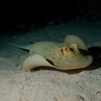 Trnucha modroskvrnná