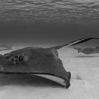 Southern Stingray