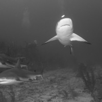 Caribbean Reef Sharks