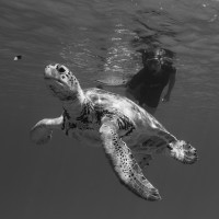 Caribbean Green Turtle