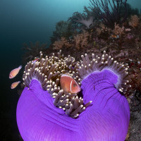 Clowns and anemone