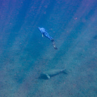 Freediver a dugong