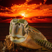 Turtle in the island