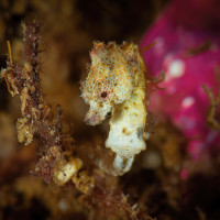 pigmy sea horse