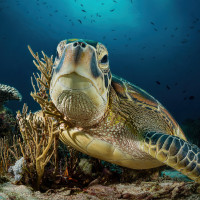 Turtle portrait